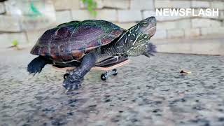 Turtles Whizz Around On Little Skateboards