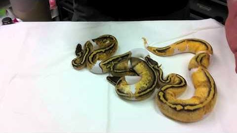 Morphs 101 -  Pastel Pied