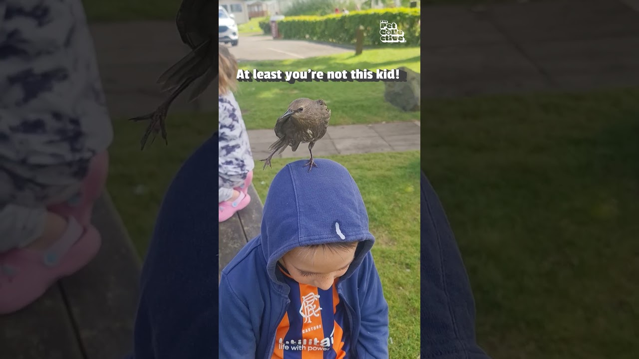 Bird Perches on Boy's Head And Leaves a Surprise