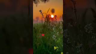 #nature #love #popularsong #fppppppppppppppppppp #viralshorts #trendingshorts #garrywarraich-7009