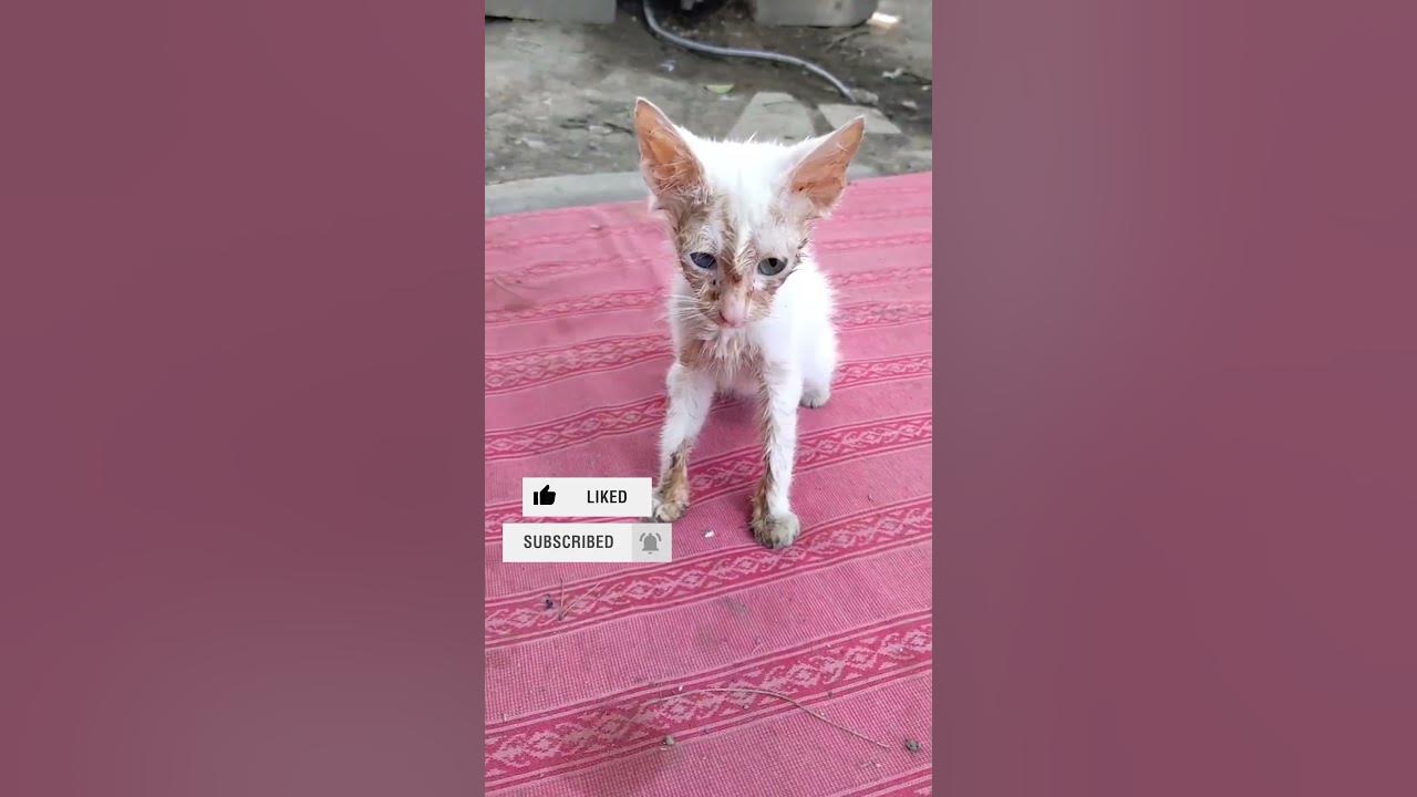 This stray kittens need attention YouTube