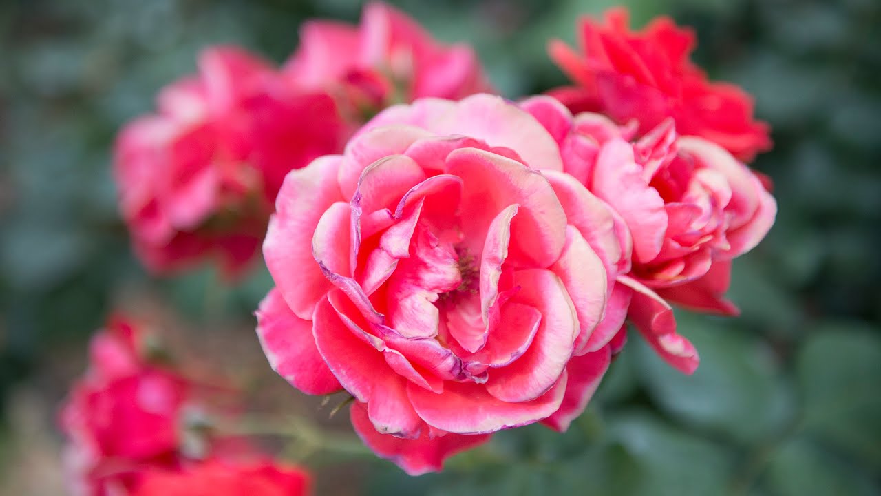 ばら愛好家必見 ばら園 京都府立植物園 年5月29日 Rose Garden At Kyoto Botanical Gardens 4k Youtube