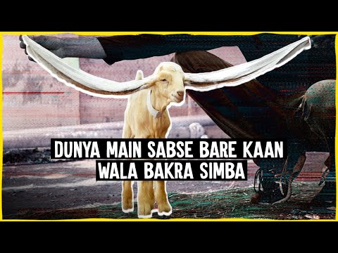 Dunya main sabse bare kaan wala bakra Simba |