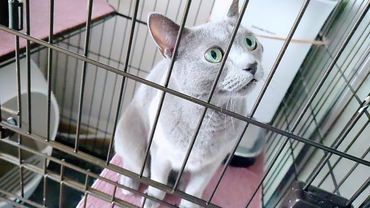 【猫動画】飼い主が出かけることに気づいたロシアンブルー【russianbule】Russian Blue notices her owner is leaving