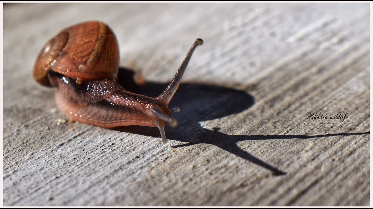a group of wildlife lovers 