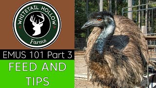 EMUS 101 Part 3: Feed & Tips (EMU EGG GIVEAWAY DETAILS!)