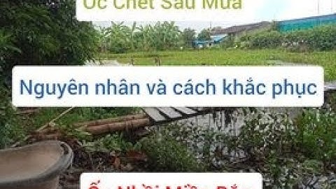 Nguyên Nhân Ốc Chết Sau Khi Trời Mưa I Nguyên Nhân Và Cách Khắc Phục Hiệu Quả  I Ốc Nhồi Miền Bắc