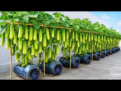 Grow Cucumbers in Plastic Bottles for a Huge Balcony Harvest