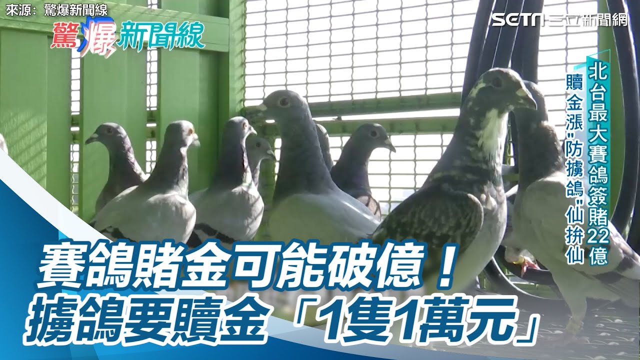 賽鴿賭金可能破億！擄鴿要贖金「1隻1萬元」　集團手法曝光｜三立新聞網 SETN.com