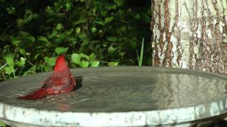 BlueJay and Cardinal bath