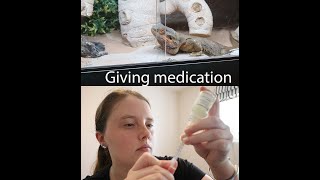 Giving bearded dragon medication