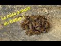 Mise à mort du frelon asiatique par les abeilles