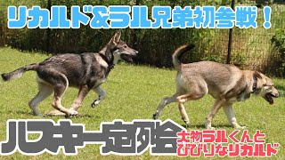 【兄弟ランデビュー】兄弟でもこんなに差がある狼犬【ハスキーまみれ】