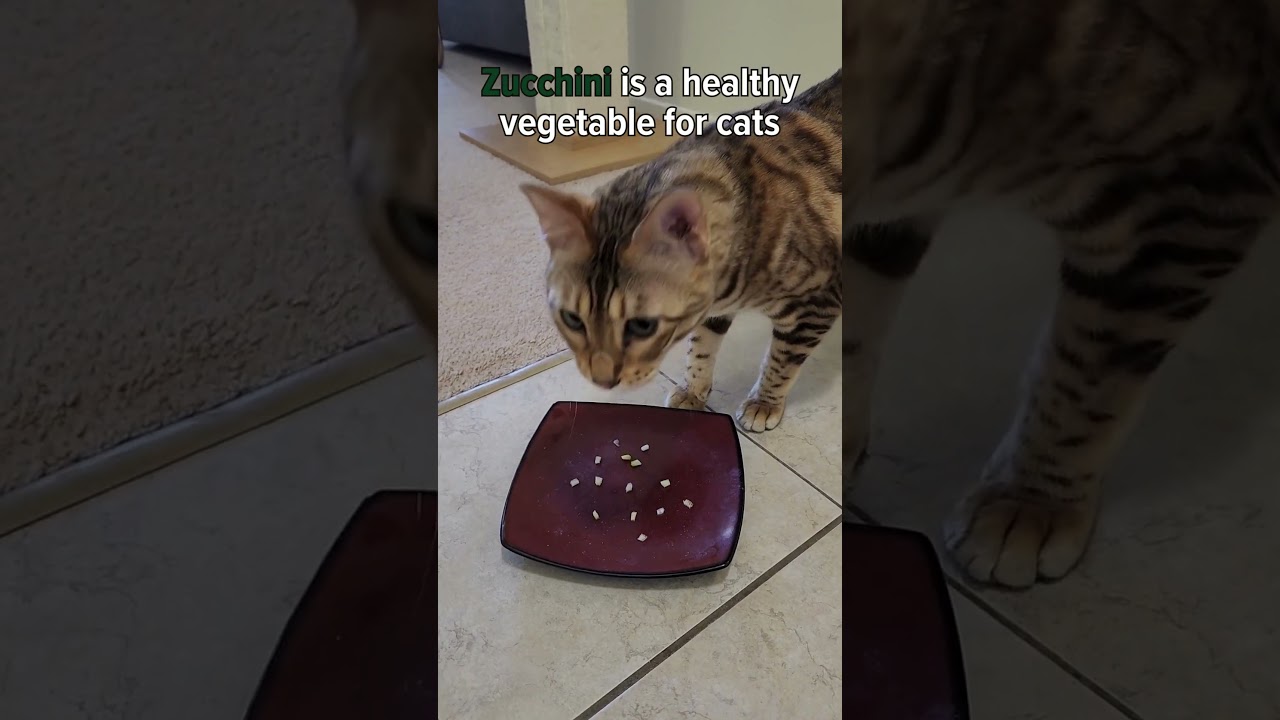 Felix the Bengal Cat Tries ZUCCHINI