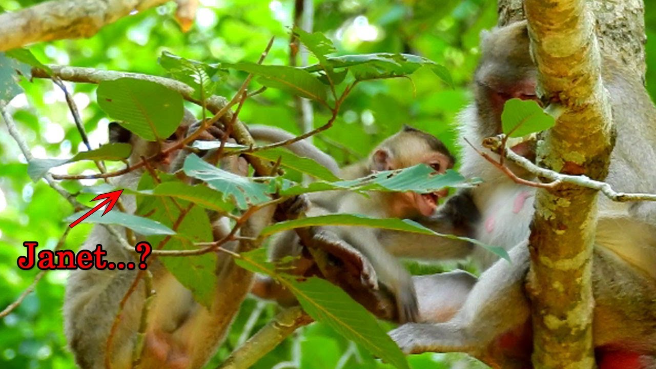 Look to Janet deep scared when see Jane warning milk to Janna|Jane don't allow milk to Janna & Janet