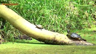 Turtles Climbing a Tree