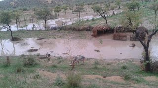 Rat b Menhara watha khiwniyan khel kya bajharan je Mulk wasa , Rat b menhra wtha // Rain on tharpark