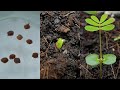 best fertilizer for plants Liquid Fertilizer for Gardenias - 8 fl oz main image 1