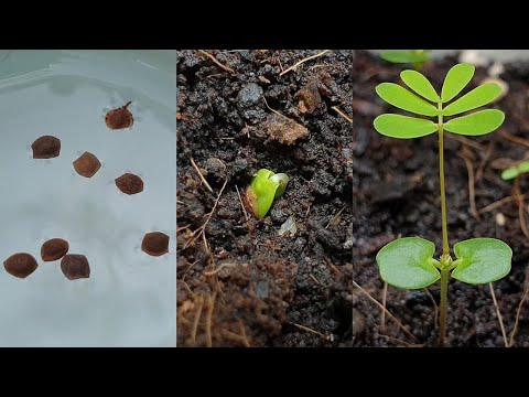 Video: Mimosa skaam. Groeiende kenmerke