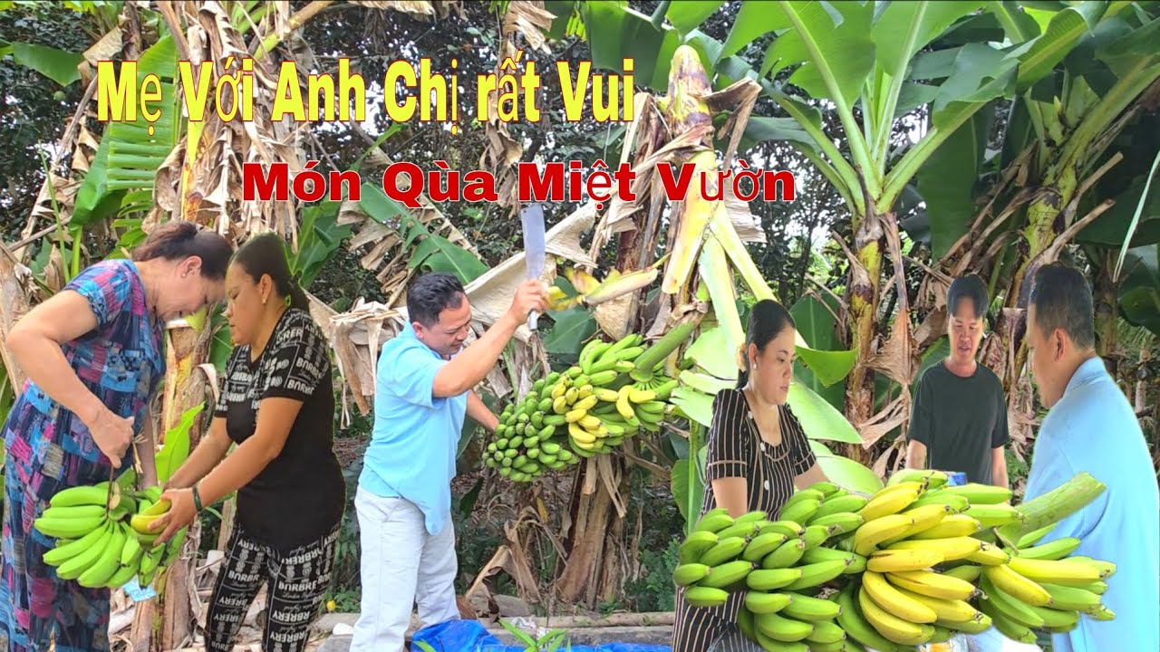 Đốn Buồn Chuối Chín Làm Qùa Tặng Mẹ Và Anh Tư Tèovlog,Chị Tú TrinhVlog Ai Cũng Rất Vui/NHMT