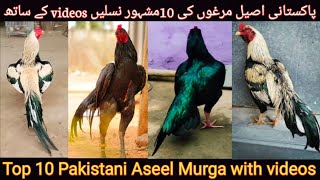 Stani Top 10 Aseel Murgae With Video And Music