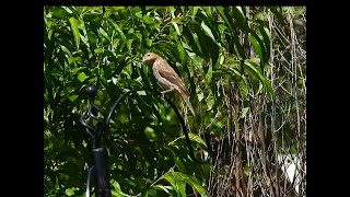 Baltimore Orioles chased an unknown bird away from their grape jelly