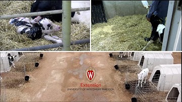 Birthing Process in Cattle