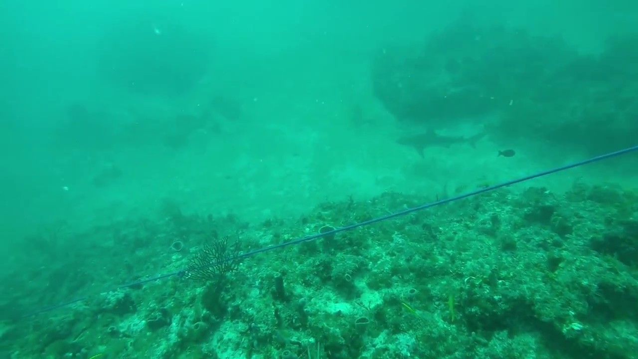 Interesting Shark sleeping on the bottom YouTube