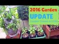 2016 Garden Upate - Garden Towers & Hot Pepper Plants in Grow Bags