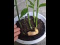 如何在家盆栽種植生薑?