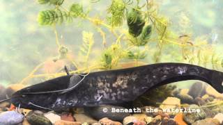 Wels Catfish (Silurus glanis) Underwater UK