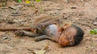 Oh God, help me, baby monkey  is having difficulty breathing because she is so exhausted