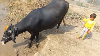 Buffaloes Swimming In Water Buffaloes Drinking Water