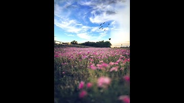 سورة الفتح - آية ٤