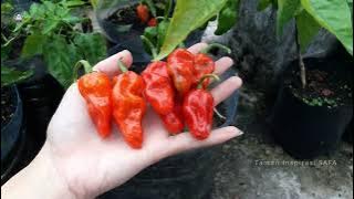 THE CONSEQUENCE OF LATE CHILI HARVESTING, PLANTING CHILI FROM SEEDS BECOME A LOT OF FRUIT