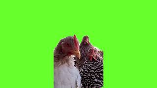 chickens cluck meme / green screen