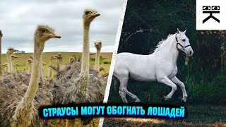 Страусы могут обогнать лошадей? #shorts