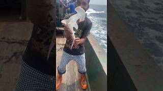 অদ্ভুত হাঙর ধরা পড়ে গেছে 😳 #SeaLife #shorts