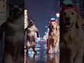 dog street dance with Cat #trending
