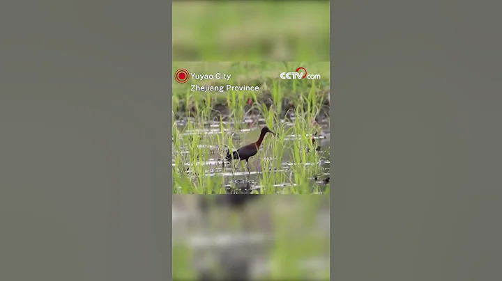 Rare glossy ibis spotted in Zhejiang - DayDayNews