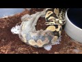 How do snakes shed their skin video 