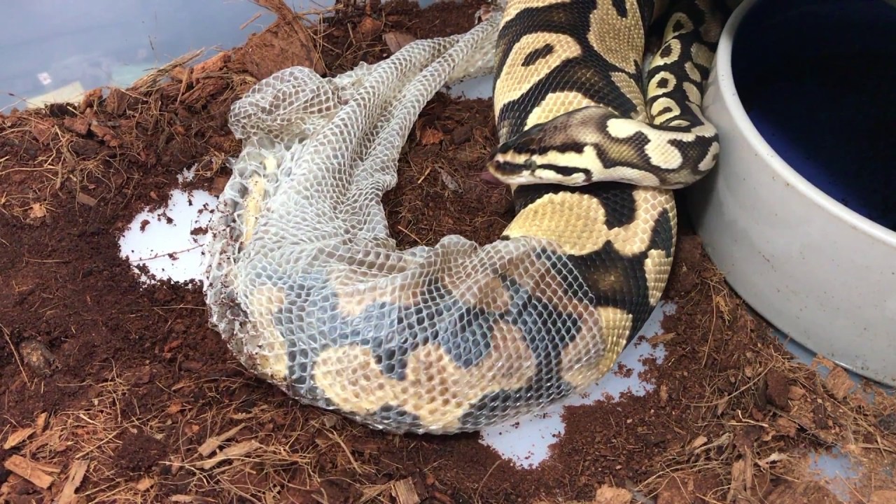 SYCS: Ball Python (Sam) Shedding - YouTube