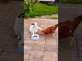 funny animals 😂😂#shorts #funny #foryou #animals #funnyshorts