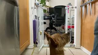 1  Intermediate Trick open door gate Australian Terrier 4 month old puppy