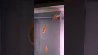 glow  fish || ? ? amazing ? fish tank set up fish