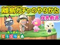 【あつ森】離島ガチャのやりかた！住民厳選で可愛い動物を迎えよう！！！【あつまれどうぶつの森】