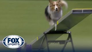Swindle The Shetland Sheepdog Wins The 12 Cl At Wkc Masters Agility Westminster Kennel Club
