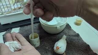 Hand Feeding White Zebra Finch 20231205 by Nissan Tseng 1,378 views 5 months ago 3 minutes, 34 seconds