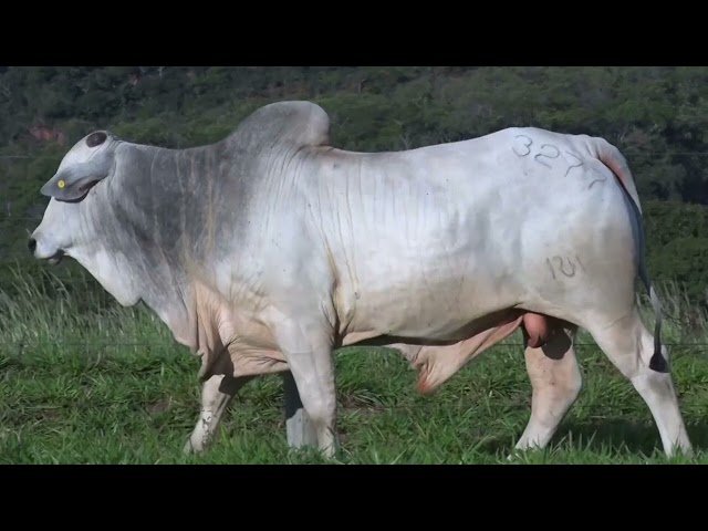 Lote 41 Leilão Outono Fazenda Modelo - Guto Grassano & Convidados