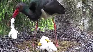 2022-06-03 10:54 - Black Stork Nest 2: Mother is trying to eat chick which is still alive